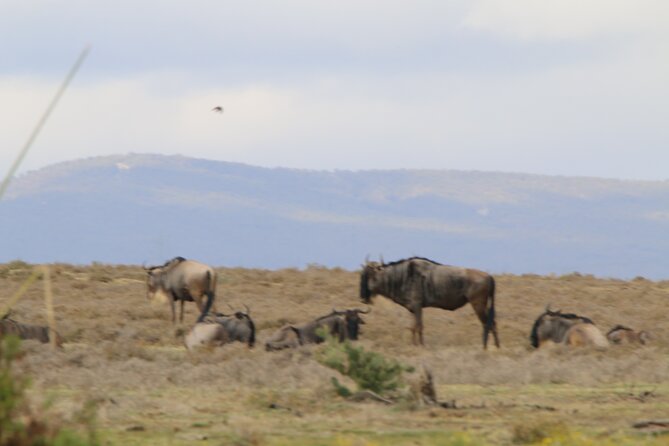 Day Tour To Hell's Gate National Park and Optional Boat Ride on Lake Naivasha. - Lake Naivasha Boat Ride: Hippos, Fish Eagle, and How Close You Can Go
