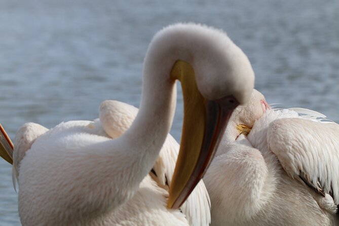 Day Tour To Hell's Gate National Park and Optional Boat Ride on Lake Naivasha. - Value and Price: Is $65 a Good Deal for This Day?