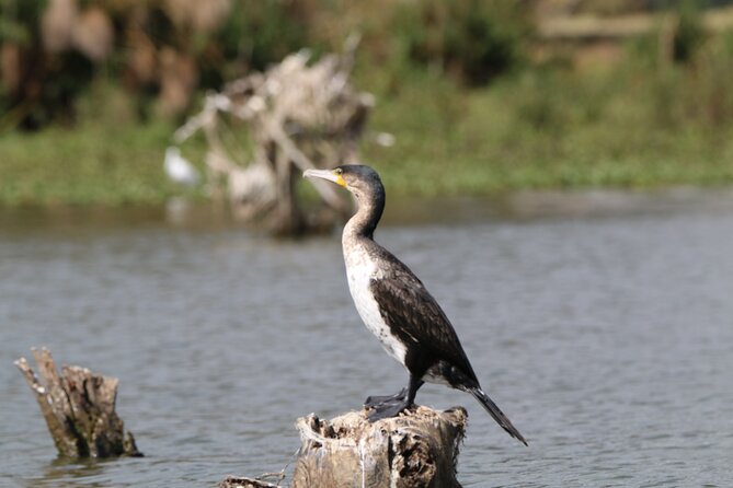 Day Tour To Hell's Gate National Park and Optional Boat Ride on Lake Naivasha. - Who Should Book This Day Trip, and Who Might Want Another Option