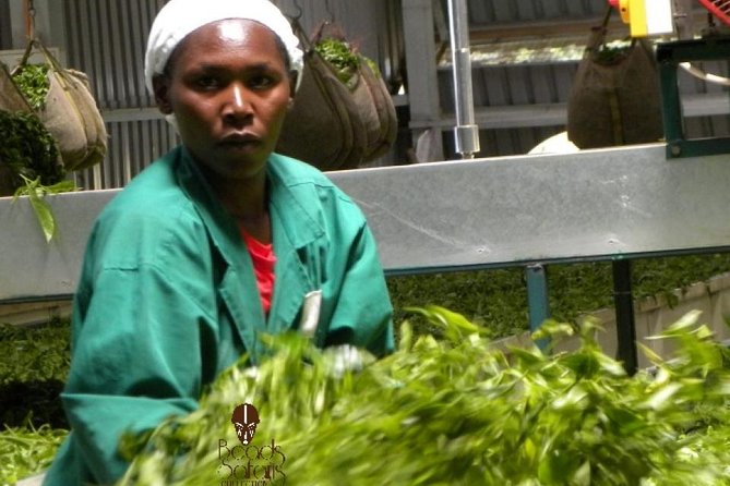 Day Tour To Kiambethu Tea Farm in Limuru - Heading out of Nairobi for Limuru tea country