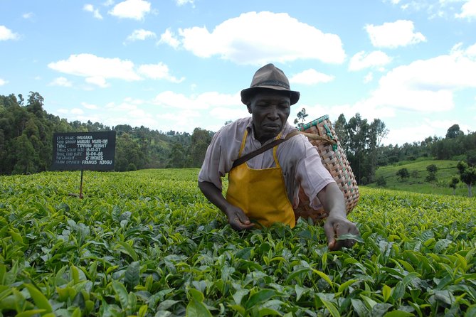 Day Tour To Kiambethu Tea Farm in Limuru - The indigenous forest walk: plant identification that changes how you look
