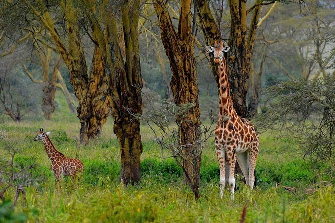 Day Tour To Lake Nakuru Park With Optional Boat Ride on Lake Naivasha - Lake Nakuru Game Drive: Flamingos Plus The Birds And Predators