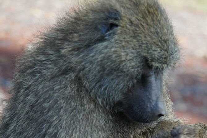 Day Tour To Lake Nakuru Park With Optional Boat Ride on Lake Naivasha - What Door-To-Door Private Transfers Actually Mean In Practice