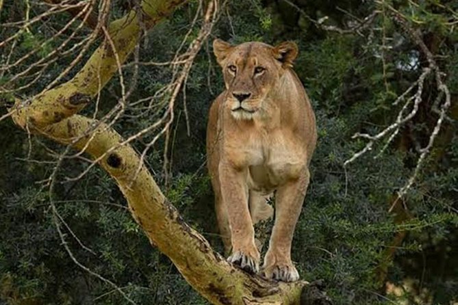 Day Tour To Lake Nakuru Park With Optional Boat Ride on Lake Naivasha - Entrance Fees And Boat Fare: Budgeting The Extras Without Surprises