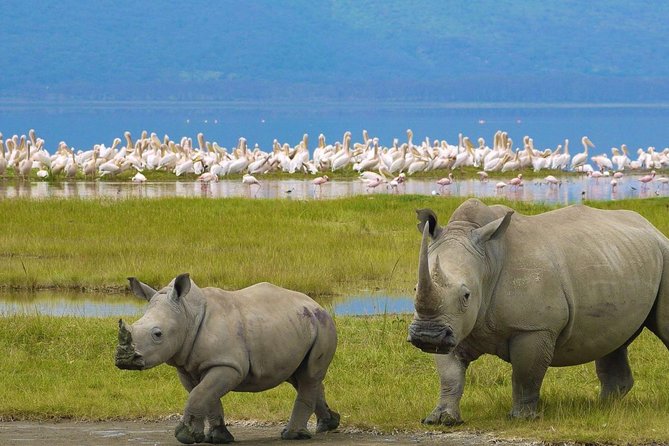 Day Tour To Lake Nakuru Park With Optional Boat Ride on Lake Naivasha - Price And Value: Does $210.91 Make Sense For This Route?