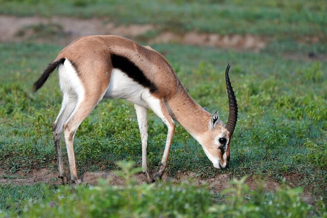 Day Tour To Lake Nakuru Park With Optional Boat Ride on Lake Naivasha - Who Should Book This Nakuru And Naivasha Day Trip