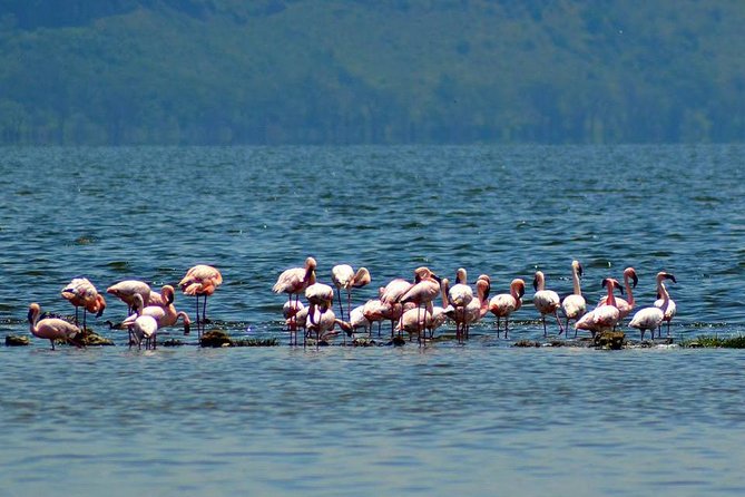 Day Tour To Lake Nakuru Park With Optional Boat Ride on Lake Naivasha - Lunch At Lake Nakuru Lodge Or A Picnic Option