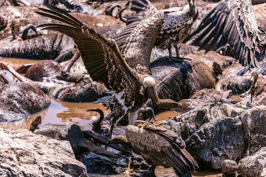 Day Tour to Maasai Mara & optional Maasai village visit - Why Maasai Mara makes a Nairobi stopover feel complete