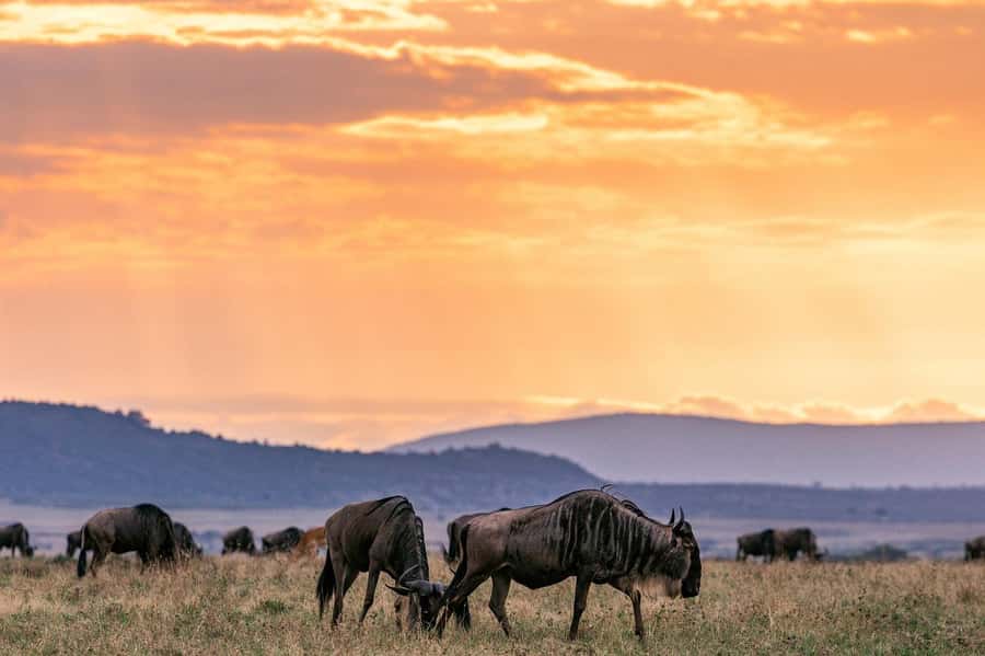 Day Tour to Maasai Mara & optional Maasai village visit - 1:00 pm lunch break in the park, plus the Keekorok Lodge option
