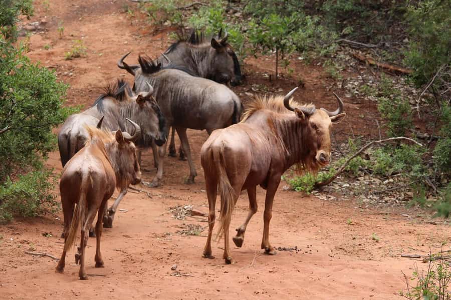 Day Tour to Maasai Mara & optional Maasai village visit - Optional Maasai village visit at 2:00 pm, how it fits the day