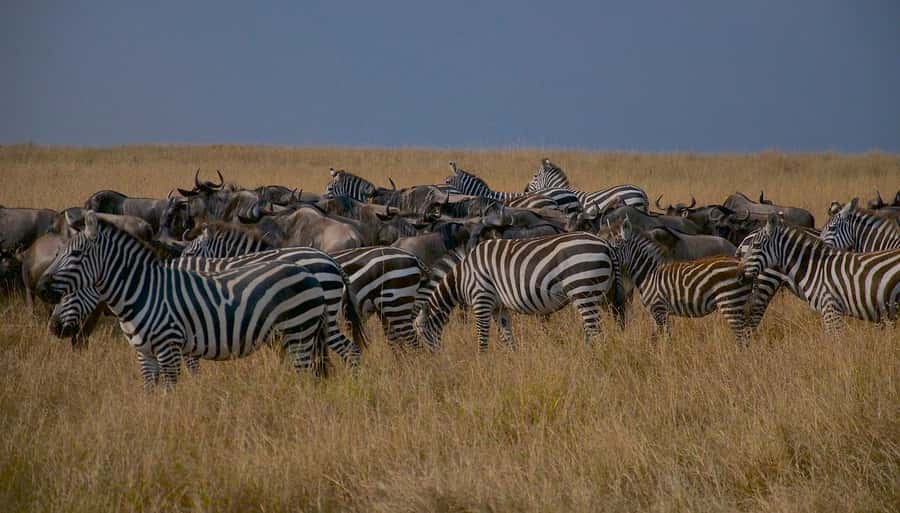 Day Tour to Maasai Mara & optional Maasai village visit - Who should book this Maasai Mara day tour, and who should think twice