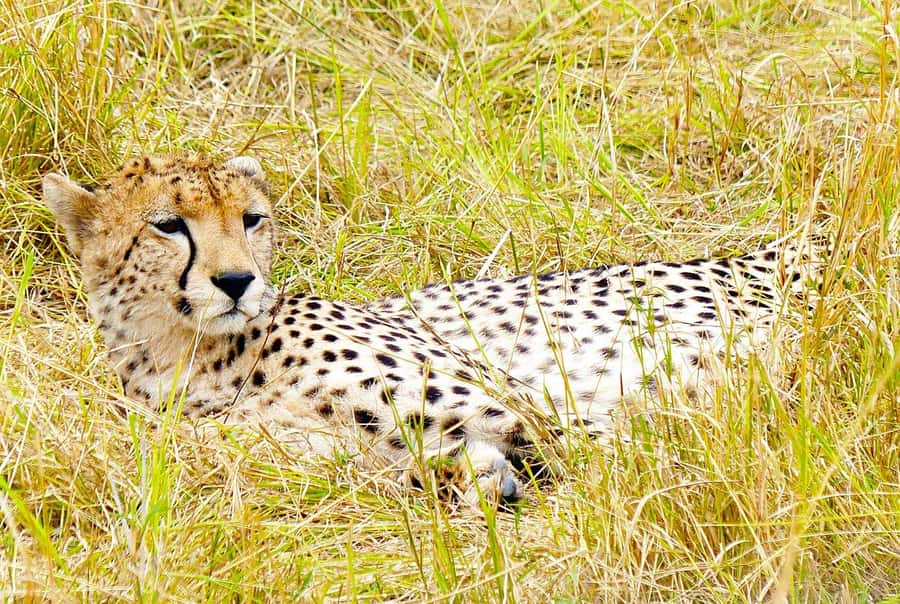 Day Tour to Maasai Mara & optional Maasai village visit - The 5:00 am pickup and how to handle the long drive comfortably
