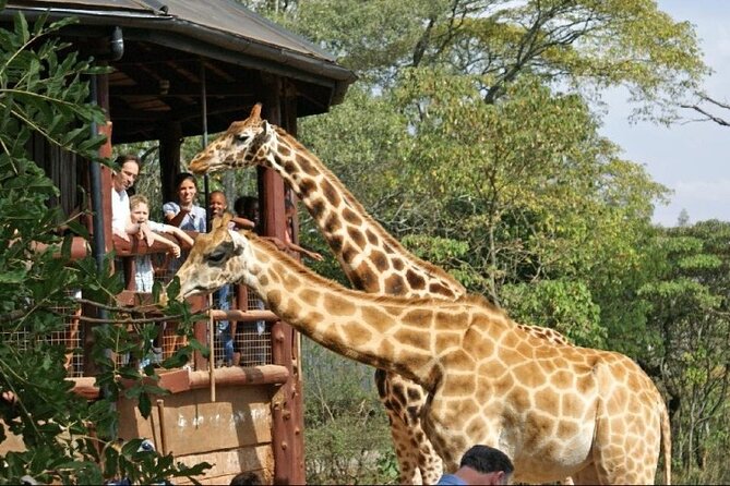 Day Tour to Nairobi National Park and Giraffe Center - Nairobi National Park inside the city: what that means for you