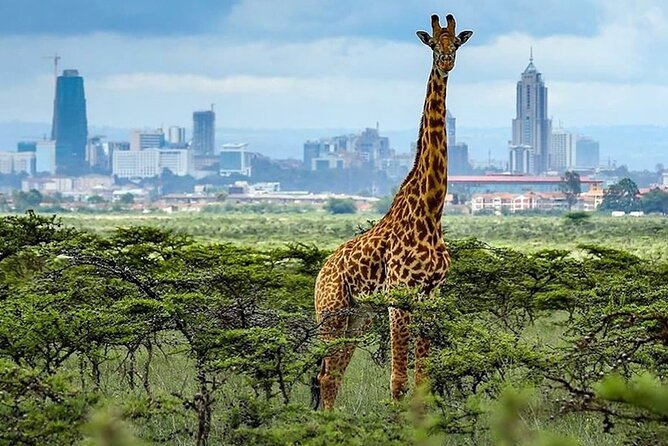 Day Tour to Nairobi National Park and Giraffe Center - What the pop-up roof safari vehicle changes (and why you should care)