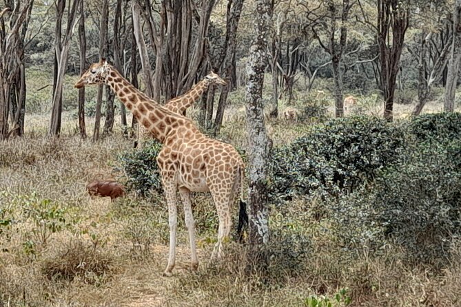 Day Tour to Nairobi national park, Elephants, and Giraffe Center - How This Nairobi Animals Day Runs From Pickup to Park Safari