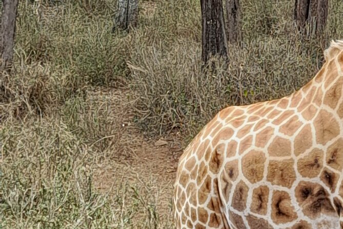Day Tour to Nairobi national park, Elephants, and Giraffe Center - Nairobi National Park Safari Drive for Lions, Leopards, and More