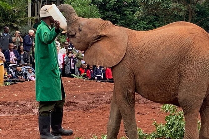 Day Tour to Nairobi national park, Elephants, and Giraffe Center - Comfort, Water, and Lunch: The Small Details That Matter
