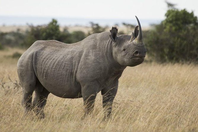 Day Tour to Ol Pejeta Conservancy - Afternoon game drive at 2pm: Baraka the blind rhino and critically endangered white rhinos