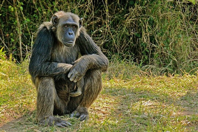 Day Tour to Ol Pejeta Conservancy - Who should book this Ol Pejeta day trip, and who should set expectations