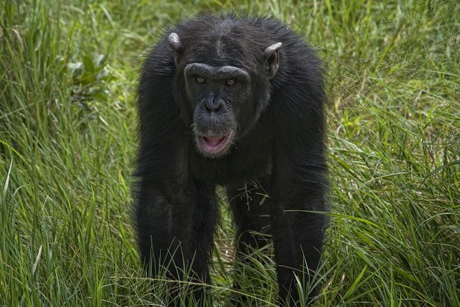 Day Tour to Ol Pejeta Conservancy - Should you book this day tour? My practical go/no-go advice