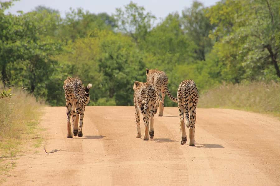 Day tour to Tsavo East National Park from Malindi/ Watamu - Lunch at Voi Wildlife Lodge: how to make the break feel worth it