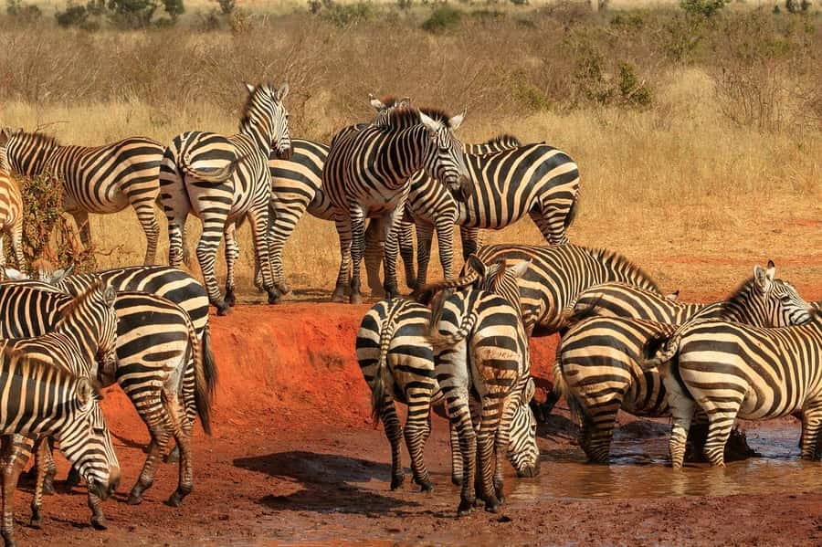 Day tour to Tsavo East National Park from Malindi/ Watamu - Pickup to park entry: getting started without stress