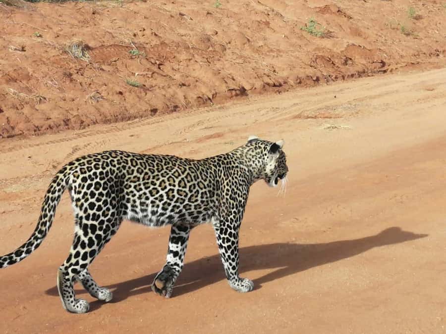 DAY TOUR TO TSAVO EAST NATIONAL PARK FROM MOMBASA/DIANI - Key highlights you will actually notice