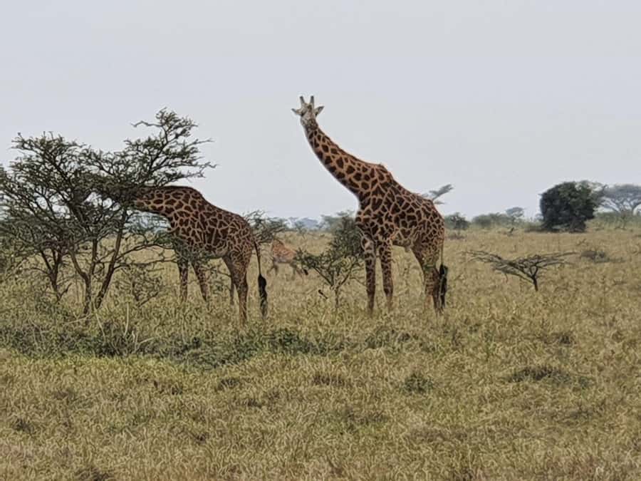 DAY TOUR TO TSAVO EAST NATIONAL PARK FROM MOMBASA/DIANI - Tsavo East in a 10-hour window, and how that shapes your safari