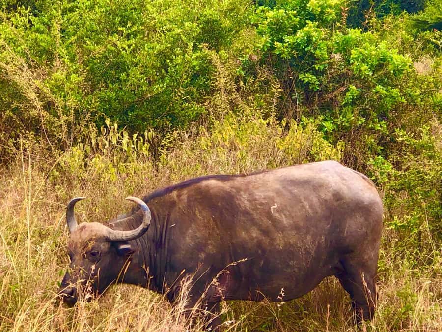 DAY TOUR TO TSAVO EAST NATIONAL PARK FROM MOMBASA/DIANI - First game drive after Bachuma Gate: what you’re hunting for