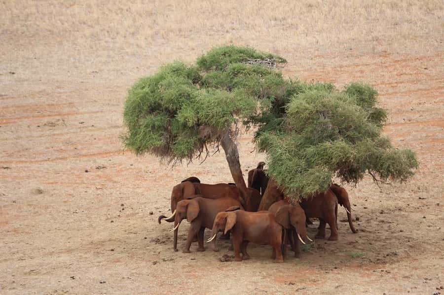 DAY TOUR TO TSAVO EAST NATIONAL PARK FROM MOMBASA/DIANI - The Aruba Dam stop: why it’s famous and when it shines