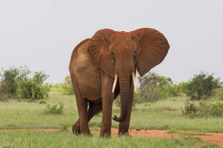 DAY TOUR TO TSAVO EAST NATIONAL PARK FROM MOMBASA/DIANI - Seeing the big five in one day, and what that really means