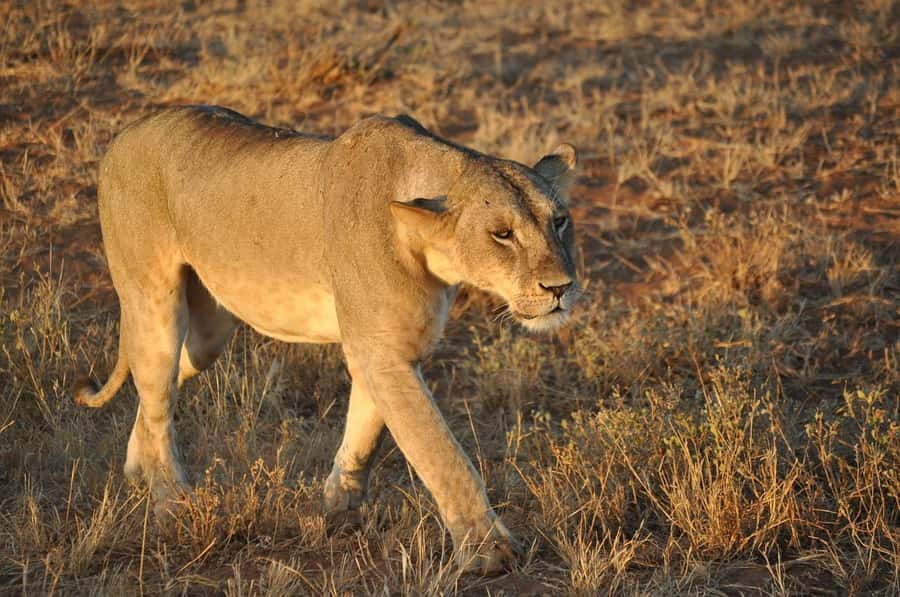 DAY TOUR TO TSAVO EAST NATIONAL PARK FROM MOMBASA/DIANI - Guide and driver quality: how it changes your day
