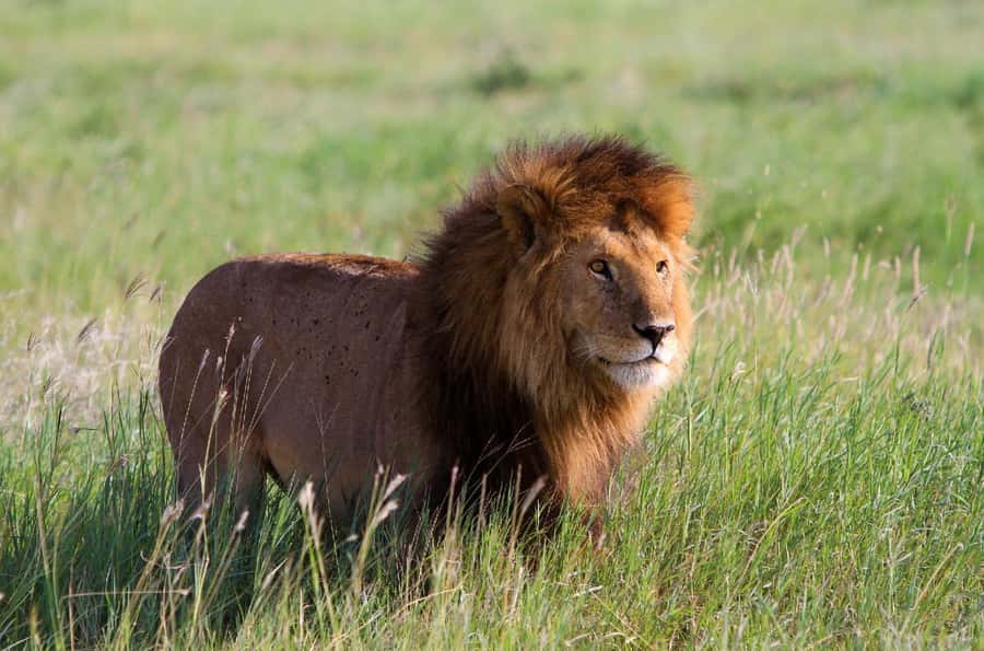 DAY TOUR TO TSAVO EAST NATIONAL PARK FROM MOMBASA/DIANI - Getting from Mombasa or Diani to Tsavo East: the drive part you can plan for