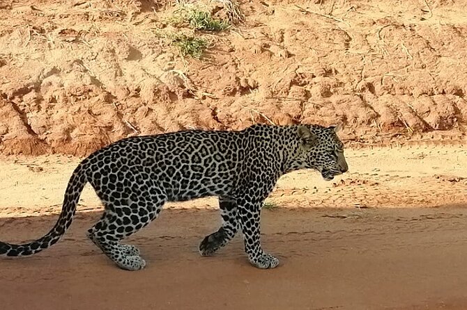 Day Tour to Tsavo East National Park from Mombasa or Diani - Why a one-day Tsavo East safari is such a smart use of time
