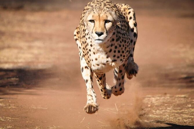 Day Tour to Tsavo East National Park from Mombasa or Diani - Aruba Dam: why this stop can be the highlight (especially in dry season)