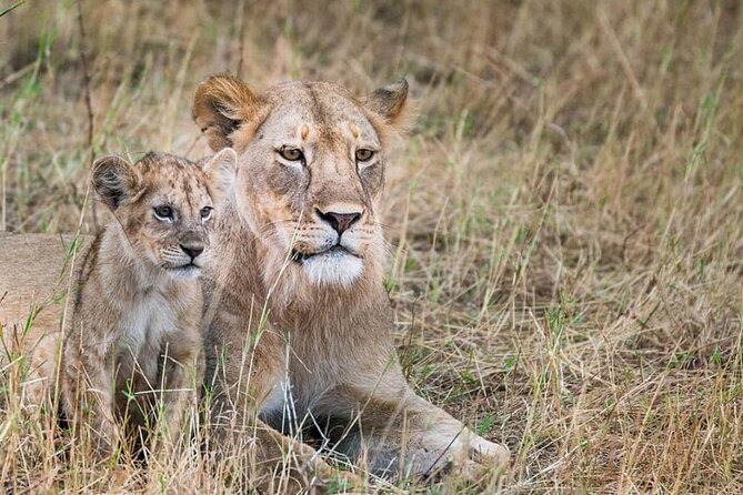 Day Tour to Tsavo East National Park from Mombasa or Diani - Second game drive: maximizing your odds for Big Five chances