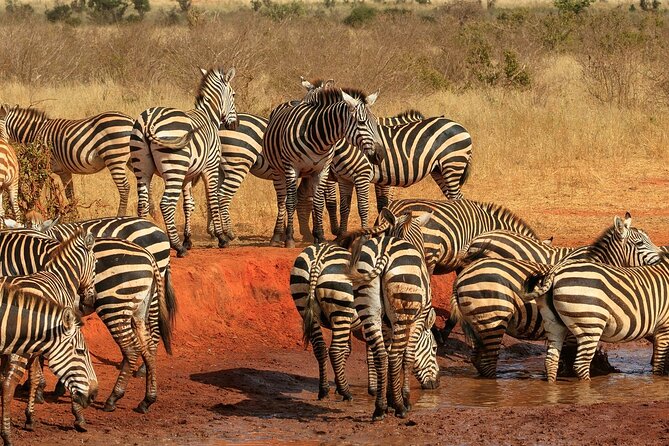 Day Tour to Tsavo East National Park from Mombasa or Diani - What you actually get for the money at $280 per person