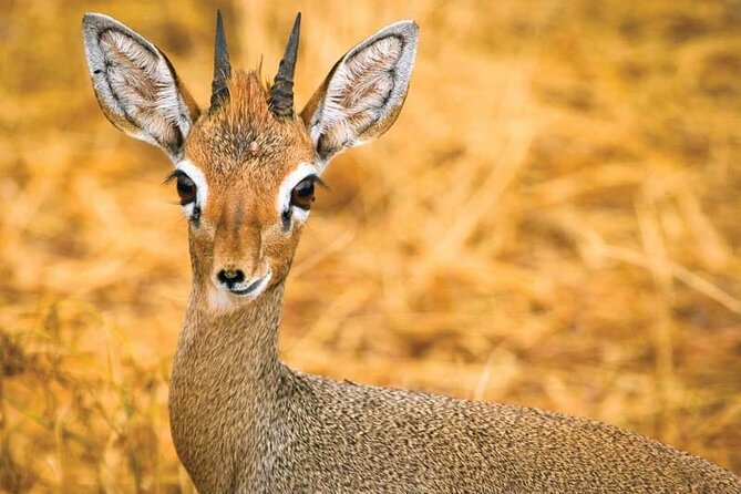 Day Tour to Tsavo East National Park from Mombasa or Diani - How to prepare so you get the best day possible