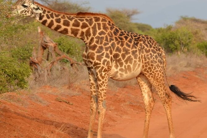 Day Tour to Tsavo East National Park from Mombasa or Diani - The early pickup, the drive out, and what that means for you