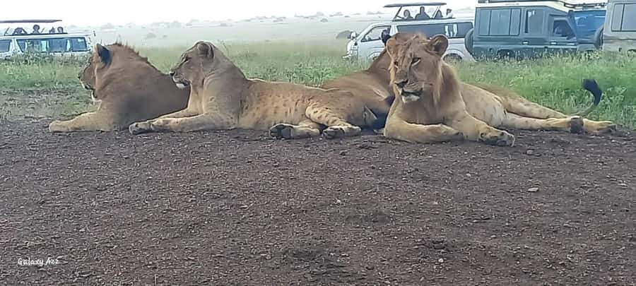 DAY TRIP AMBOSELI NATIONAL PARK FROM NAIROBI BUDGET SAFARI. - Key Things I’d Prioritize Before You Go