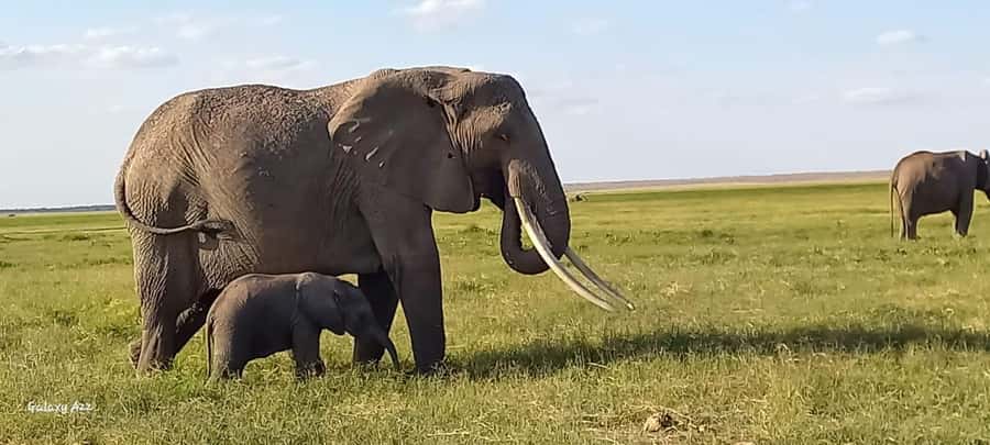 DAY TRIP AMBOSELI NATIONAL PARK FROM NAIROBI BUDGET SAFARI. - The First Big Game Drive: Elephants, Zebras, and Kilimanjaro in the Frame