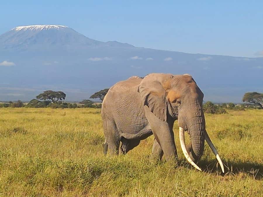 DAY TRIP AMBOSELI NATIONAL PARK FROM NAIROBI BUDGET SAFARI. - Lions, Cheetahs, and the Reality of Predator Sightings
