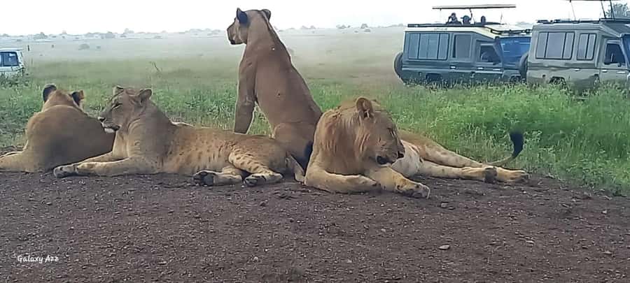 DAY TRIP AMBOSELI NATIONAL PARK FROM NAIROBI BUDGET SAFARI. - Lunch Not Included: How to Plan Your Food Without Losing Your Day