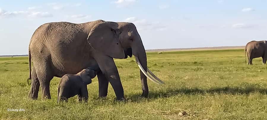 Day trip amboseli national park from nairobi budget safari. - Getting picked up in Nairobi, then heading out early