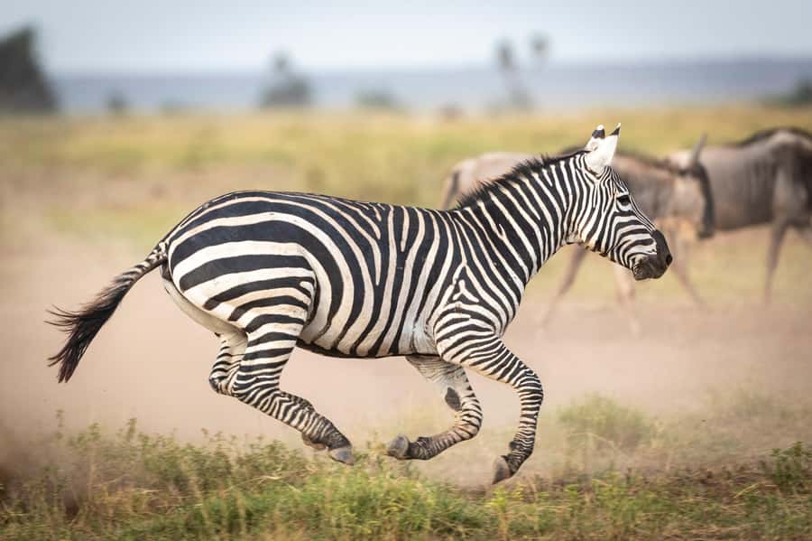 Day Trip: Amboseli National Park & Maasai Village - Nairobi - Key Things I’d Focus On