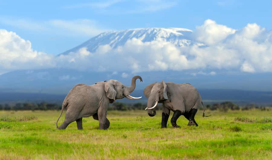 Day Trip: Amboseli National Park & Maasai Village - Nairobi - Nairobi to Amboseli: Why This Day Trip Works (Even When It’s a Long One)