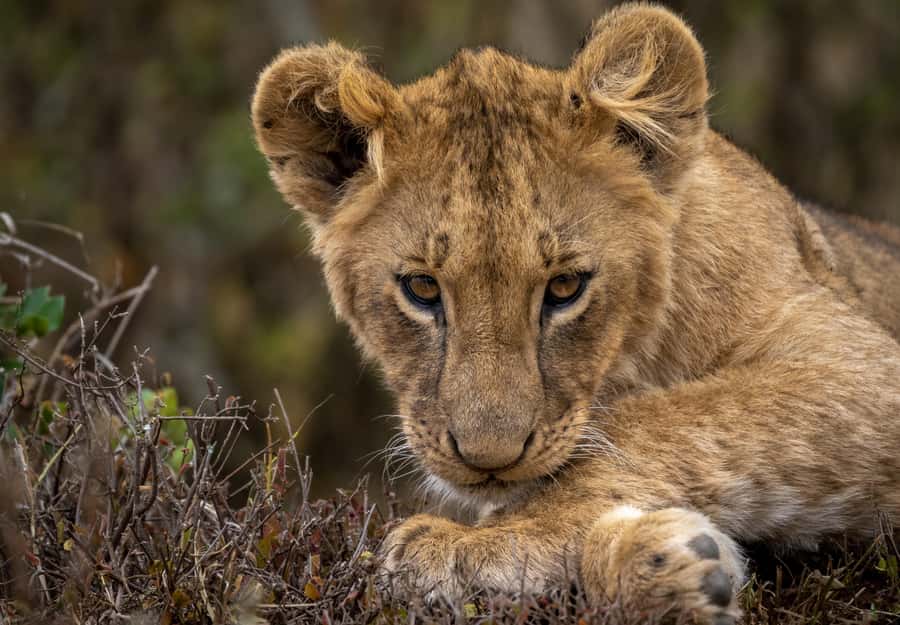 Day Trip: Amboseli National Park & Maasai Village - Nairobi - What You Really Do Inside the Park: Guided Driving, Stops, and Animal Timing