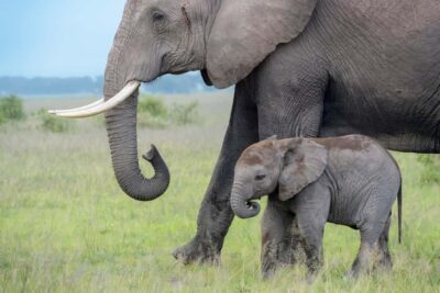 Day Trip: Amboseli National Park & Maasai Village – Nairobi