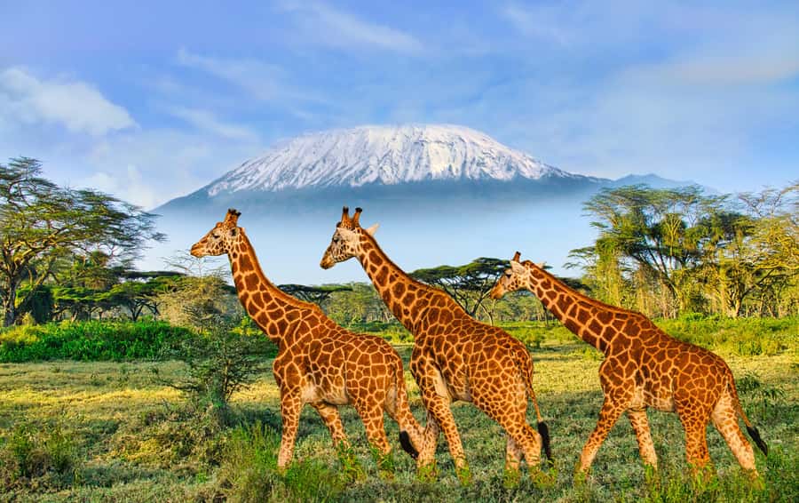 Day Trip: Amboseli National Park & Maasai Village - Nairobi - Getting Real About Vehicle Comfort and the Road Back