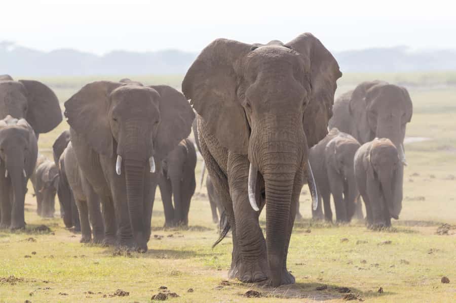 Day Trip: Amboseli National Park & Maasai Village - Nairobi - Who Should Book This Amboseli and Maasai Day Trip?